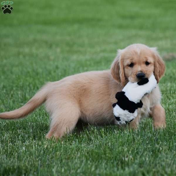 Honey, Golden Retriever Puppy